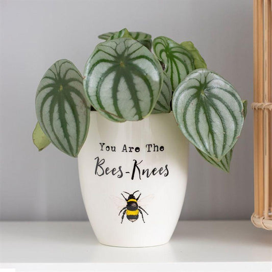 You Are the Bees Knees Ceramic Plant Pot - Home Inspired Gifts